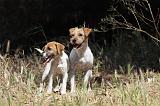 PARSON RUSSEL TERRIER 009